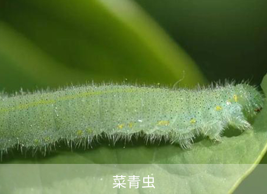 氯氟氰菊酯