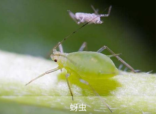 氯氟氰菊酯